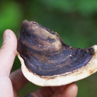 山间的野蘑菇🍄能吃吗❓采蘑菇攻略✨徒步日...