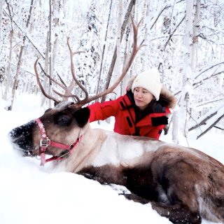 🦌🎅🎄冬天，来阿拉斯加看雪❄️和驯鹿吧！...