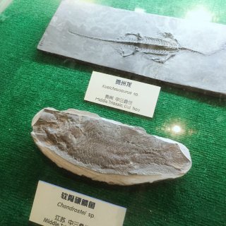 旅游推荐｜南京古生物博物馆...