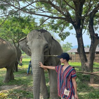 泰国旅行-必须体验真正的和大象亲密接触，...
