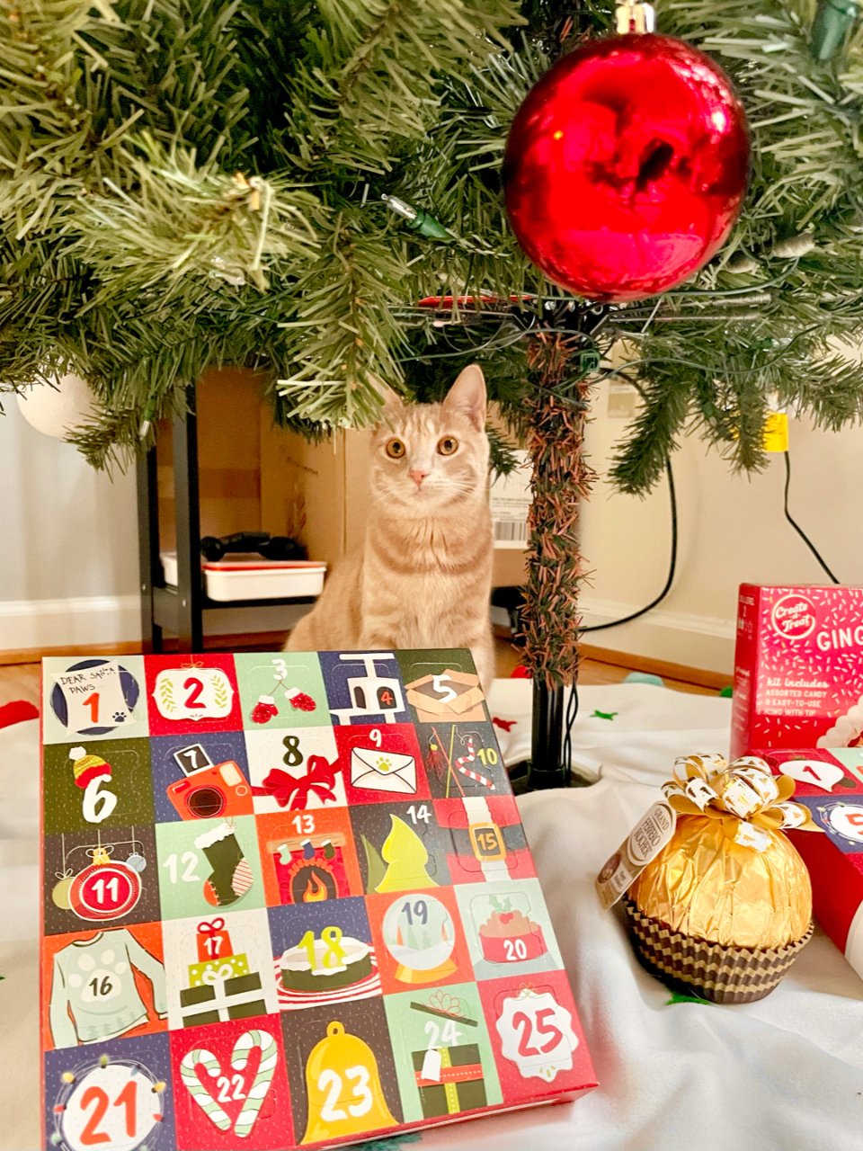 傻猫幸福的圣诞节🎄...