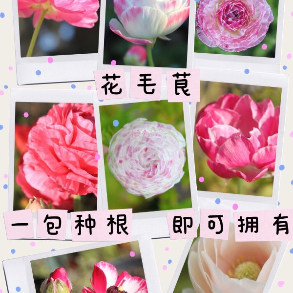 晒货图片