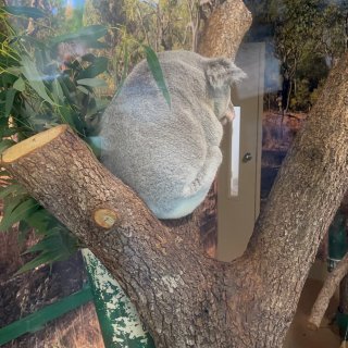 2022动物园｜偶遇一只骨骼惊奇的小浣熊...