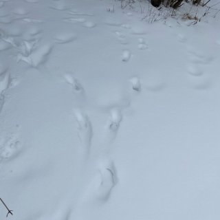 小鹿的足迹