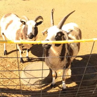 去户外吧-看看农场里千姿百态的小羊们...