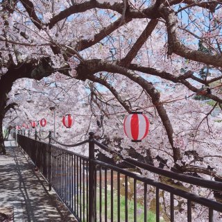 日本| 樱花季的尾声🌸【大阪】...