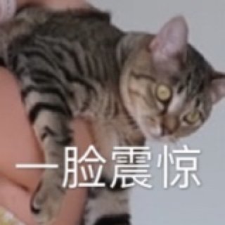穿搭分享2｜白菜价BCBG连体裤➕猫咪配...