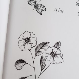 21天自律计划-每天画一朵花✍🏼🌹🌷🌸🌺...
