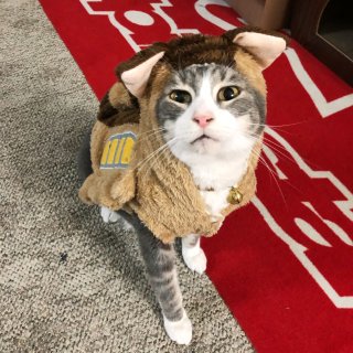 新年貓貓穿新衣✨貓巴士變裝服...