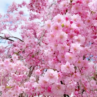 鄰居家的漂亮櫻花🌸🌸...