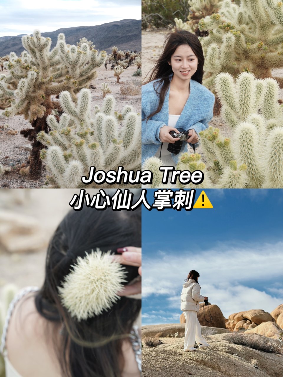 Joshua Tree游玩攻略及被扎注意...