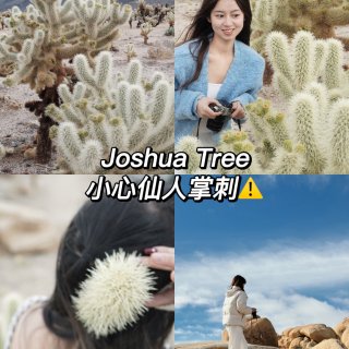 Joshua Tree游玩攻略及被扎注意...