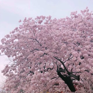 去年这时候在DC看樱花 | 春天要粉粉哒...