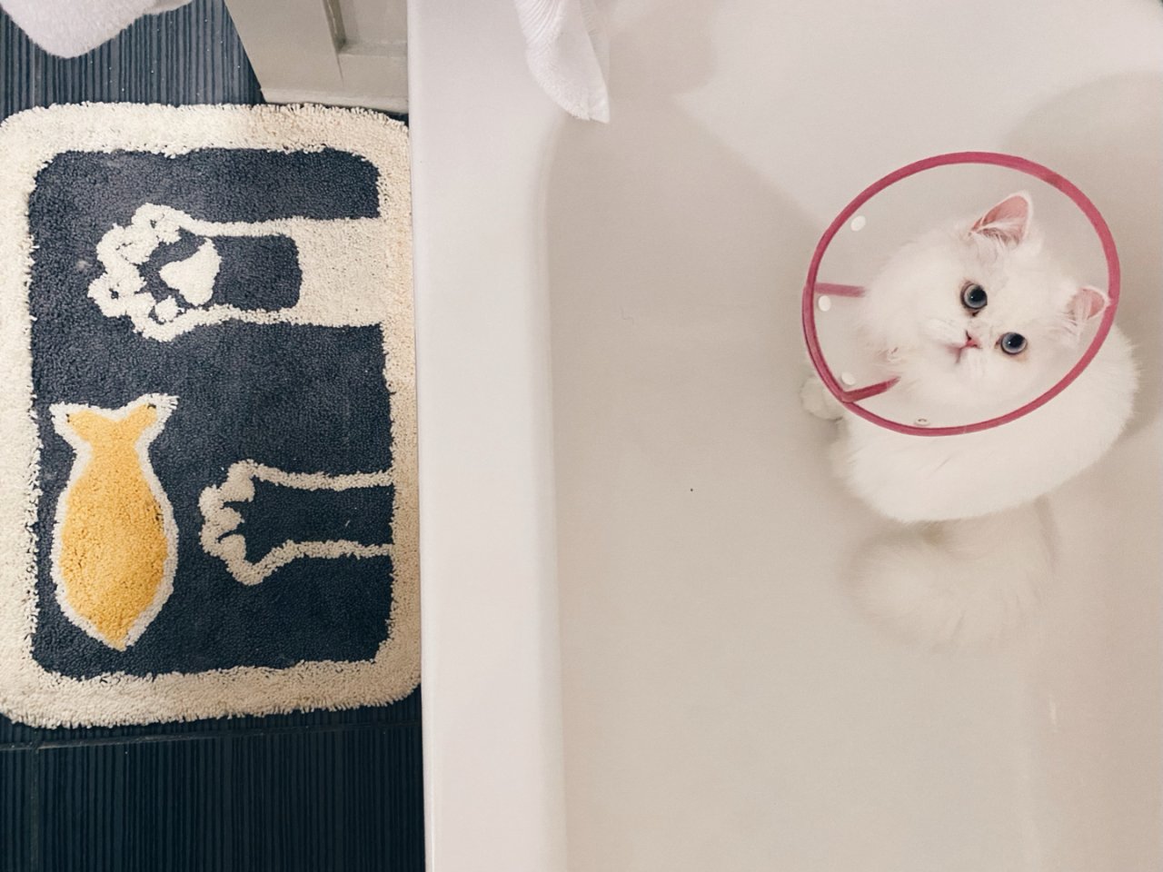 小确幸｜超可爱的小猫咪浴室脚垫...