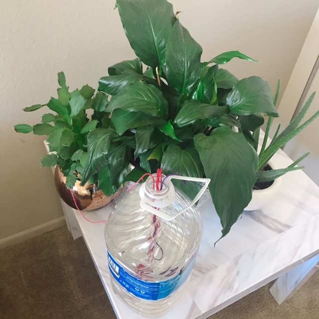 自制植物自動供水器