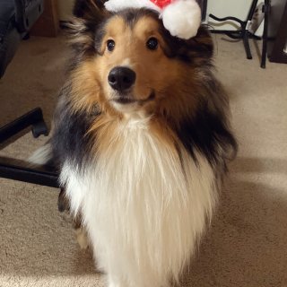 狗狗圣诞装