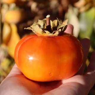 圣地亚哥🍊｜南加摘柿子的季节到啦～超欢乐...