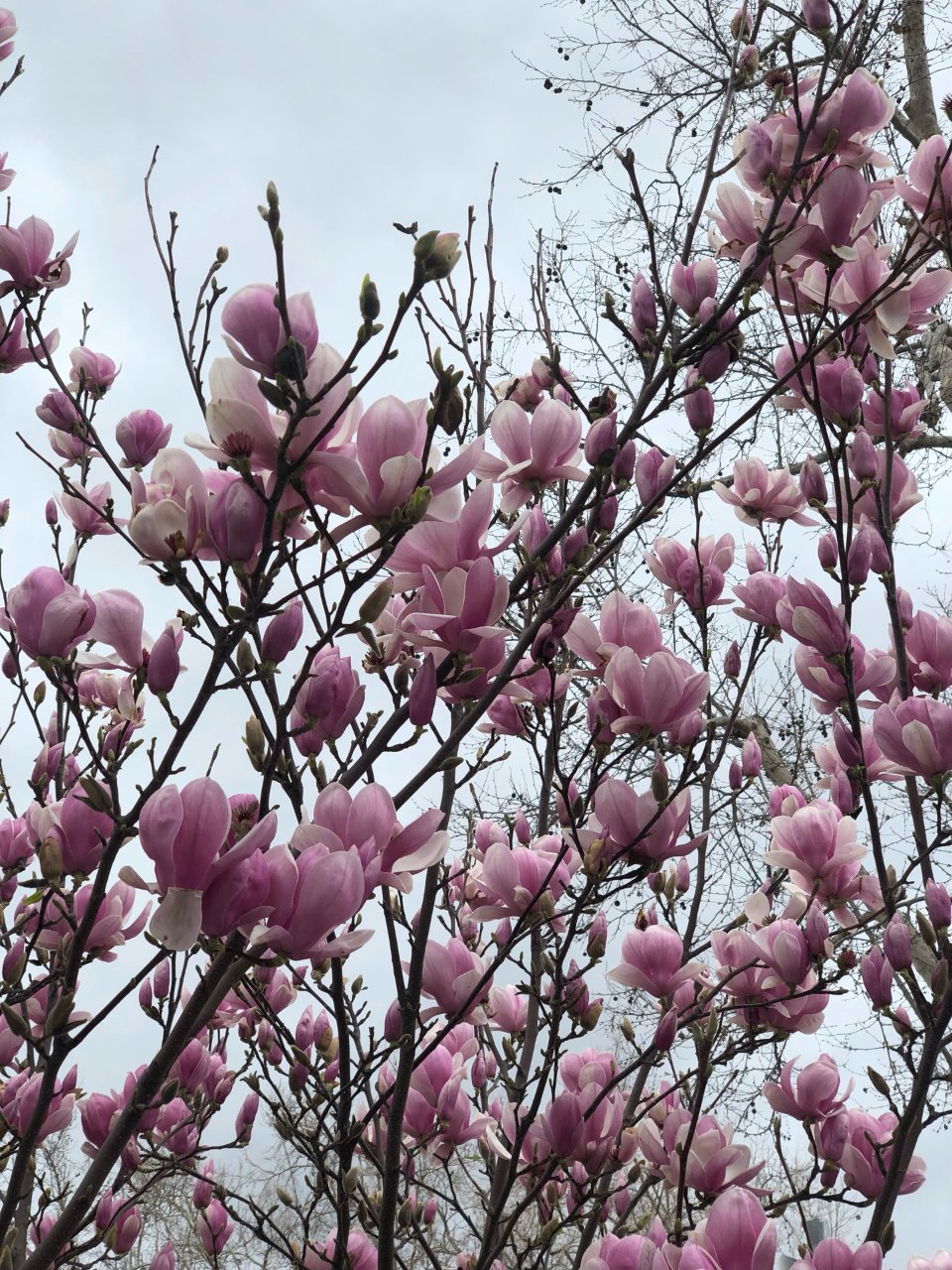 玉兰花开了🌸忍不住记录美好时刻📷...