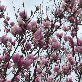 玉兰花开了🌸忍不住记录美好时刻📷...