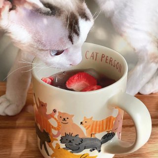 16oz Stoneware 'cat Person' Drinkware Mug - Opalhouse™ : Target