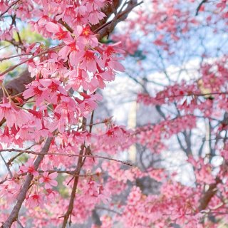 纽约｜好消息🌸中央公园的樱花开了...