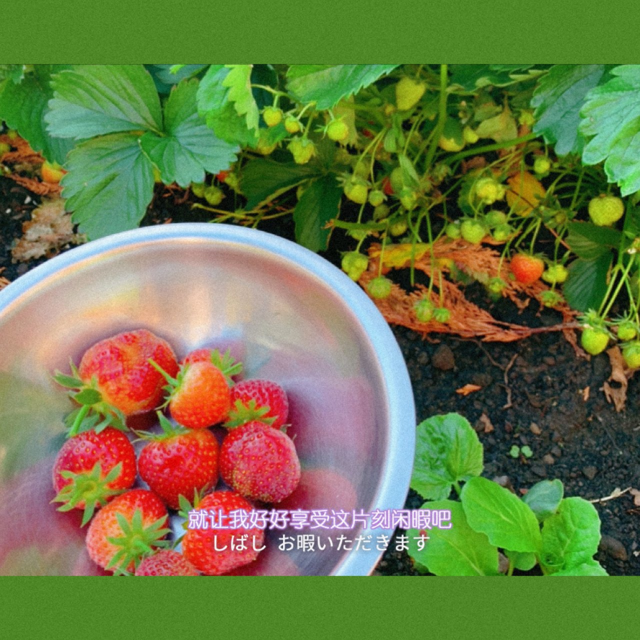 🍓新鲜小草莓🍓 - 后花园的小草莓终于熟...