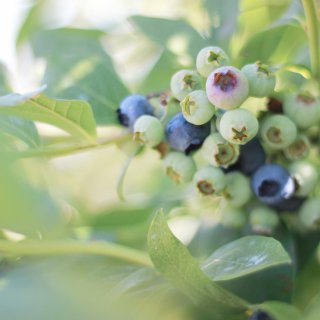 🔵蓝莓季🔵 夏天的味道 🌿...