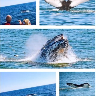 新泽西Cape May观鲸🐳观海豚🐬推荐...