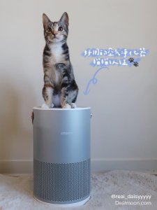 ｜朝朝暮暮｜超好用的SmartMi空气净化器💛猫猫认证🐾