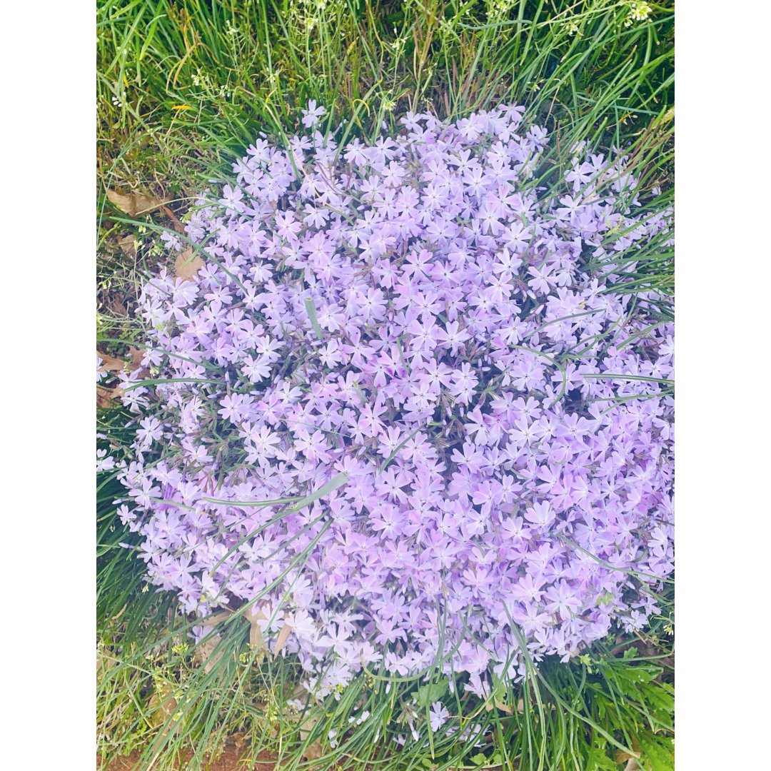 2.紫色花花