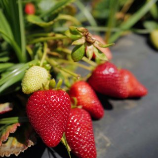🍓南加草莓農場也熟成了！+Q2試拍...