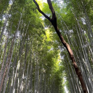 京都必看｜绝美的竹林~卧虎藏龙拍摄地岚山...