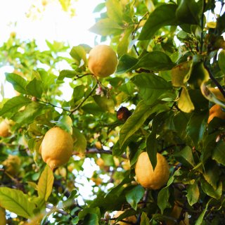 【我家的小菜园之柠檬树，无需打理却果实累...