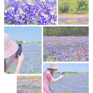 大德州拍野花的小技巧+拍摄地点坐标...