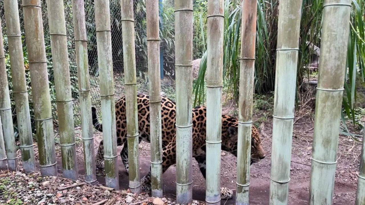 迈阿密动物园游记🦉·篇二