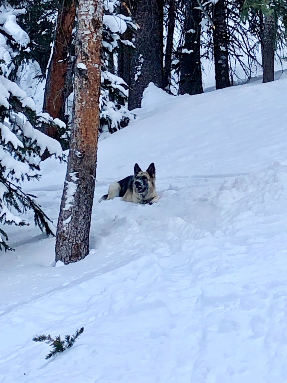 带狗子去滑雪是什么样的体验🤔😂...