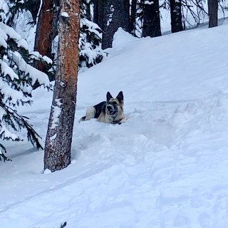 带狗子去滑雪是什么样的体验🤔😂...