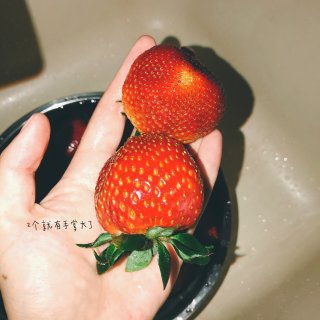 shoprite的大草莓🍓 真的绝了！！...