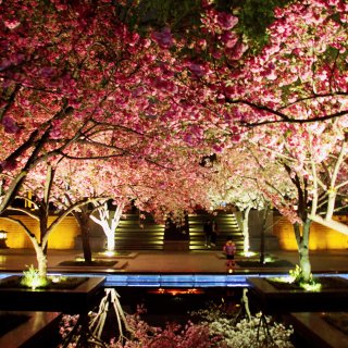 大雁塔公园,樱花盛开