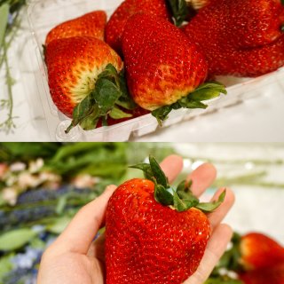神奇水果｜😍 手掌大的草莓！...