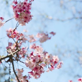 櫻花盛開的季節🌸洛杉磯週末賞花好去處🤩...