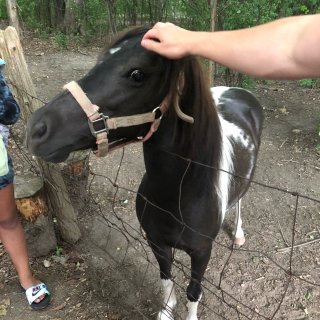 Pony the Chloe  