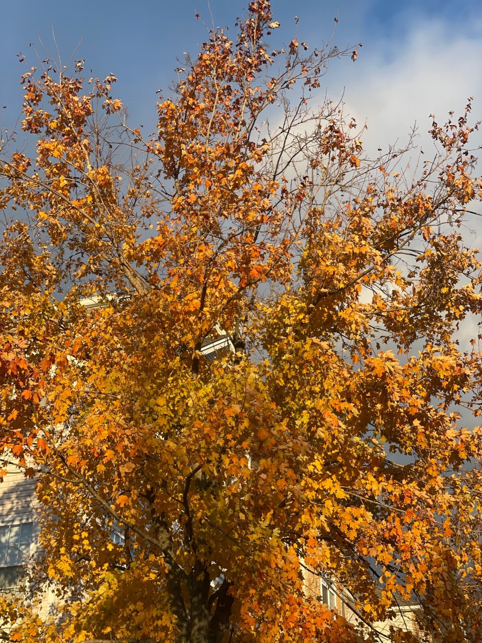 深秋时节的树
