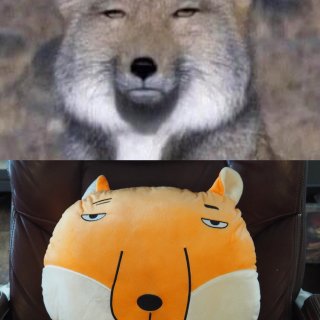 超受欢迎的藏狐抱枕🤣🤣🤣...