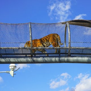 费城去哪玩 I 费城动物园去看老虎吧...