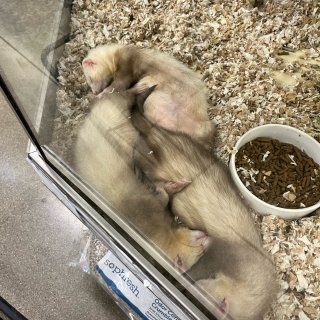 Petsmart的ferrets