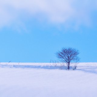 有一种美叫❄️北海道の雪...