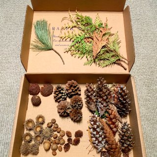 柏树叶,松树叶,收集的材料,各种松果,栎果壳,橡果和橡果壳