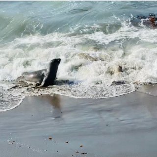 加州一号公路浪·懒洋洋的象海豹们...