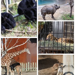 Fresno Chaffee Zoo｜加...